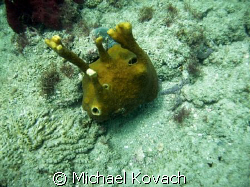 Alien looking tube sponge on the inside reef at Lauderdal... by Michael Kovach 